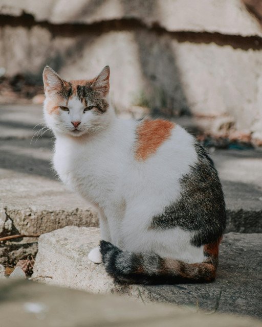 The Enigmatic Allure of Feline Mystique: Exploring the Dichotomy in Black Cat, White Cat